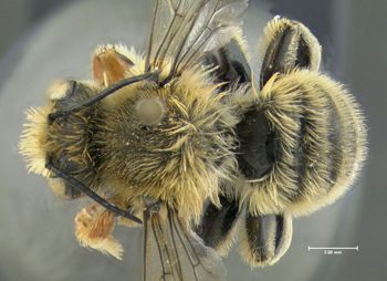 Media type: image;   Entomology 610875 Aspect: habitus dorsal view